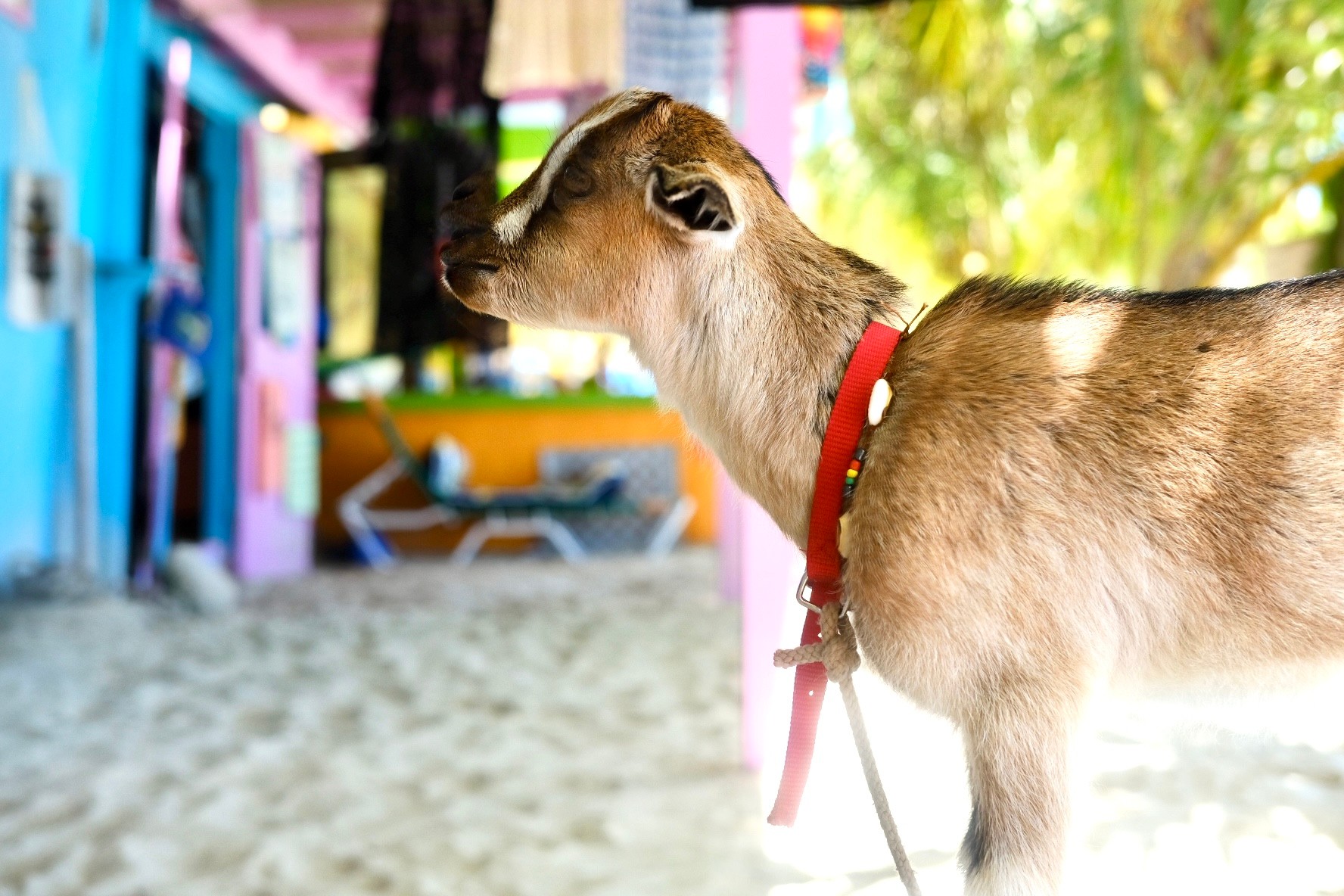 Stylized blue and pink image of a whiskey glass with the wordmark of Vèloce in pink all-caps letters above.